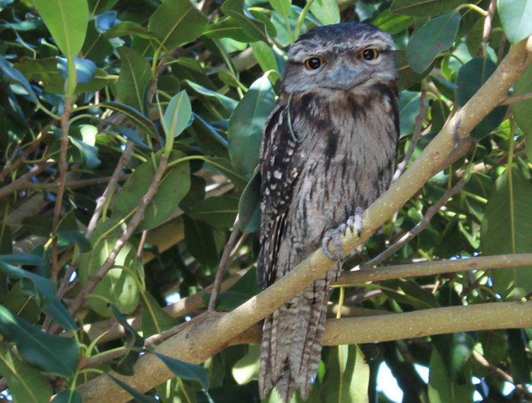 Eulenschwalm - Tawny Frogmouth